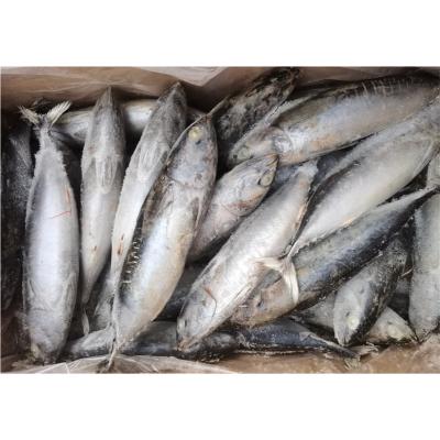 China 200-300 high quality bonito FROZEN Auxis Rochei for sale