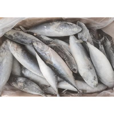 China High quality Bonito 200-300 Auxis Rochei from China FROZEN supplier for sale