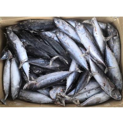 China Competitive Price Frozen Bonito Auxis Kingfish 150/200 FROZEN for sale