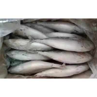 China FROZEN Light Hook Bonito Spot Whole Round Bonito for sale