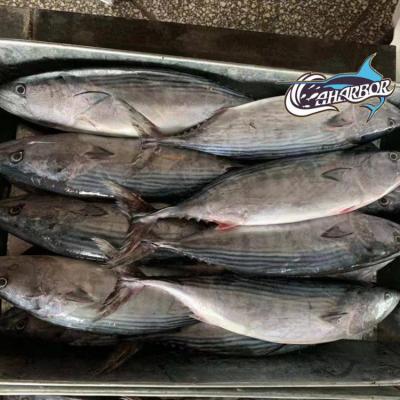 China Whole China Fish JELLY Around Fresh Frozen Striped Bonito for sale