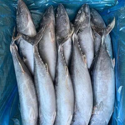 China Hot Selling Orientalis of FROZEN Striped Bonito Sarda for sale