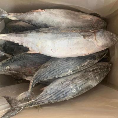 China NATURE good quanlity bonito frozen striped tuna for sale for sale