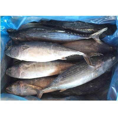 China Sarda de NATURE Wholesale Frozen Whole Round Orientalis Top Selling Striped Bonito for sale