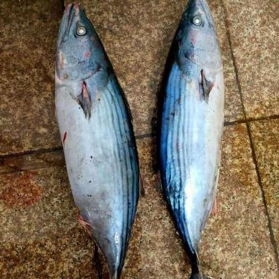 China NATURE bonito fish hot selling frozen striped tuna for market for sale