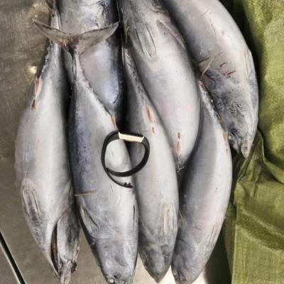 China New FROZEN season processed frozen bonito three point euthynnus affinis for sale