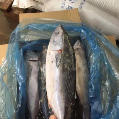 China Hot selling product of FROZEN frozen bonito for sale