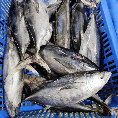 China THREE DOT FROZEN euthynnus bonito affinis for wholesale for sale