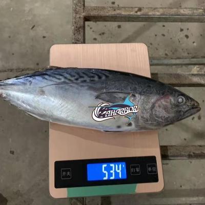 China NATURE three point euthynnus affinis frozen bonito for canning for sale