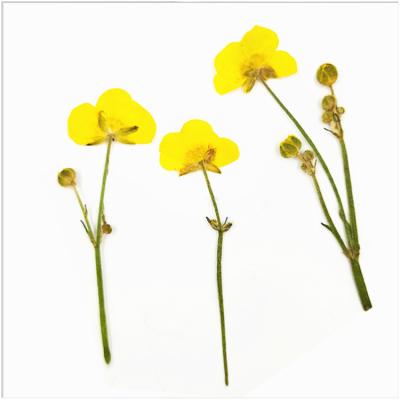 China Small Real Flower Dry Flower DIY Student Kids Handmade Material Plant Specimen Embossing MAO GEN for sale