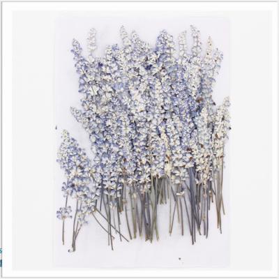 China DIY Sage Dried Real Dried Flower Material Children's Factory Handmade Specimen Embossing SHU WEI CAD for sale