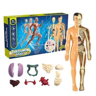 China Suitable for schools Human Body Organ Assemble Jigsaw Skeleton Anatomy Model For Teaching Study Tools Toys Children Learning Medical Anatomy Kits for sale