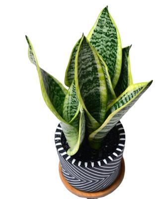 China Real Sansevieria Snake Plant sansevieria plants for indoor and outdoor, home, office decoration for sale