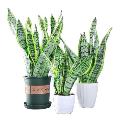 China Fresh Sansevieria plants snake plant sansevieria plants live snake plant tiger pilan for sale