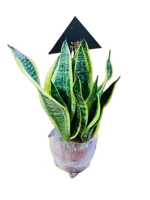 China Sansevieria lower price snake plant sansevieria plants for indoor and outdoor, home, office decoration for sale