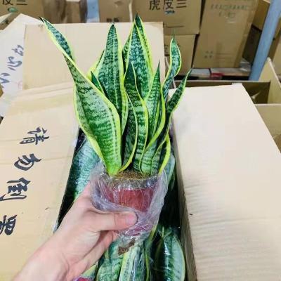 China Real Sansevieria Snake Plant Sansevieria Plants Live Snake Plant for sale