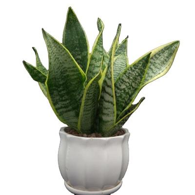 China Sansevieria real snake plant sansevieria plants live snake plant for sale