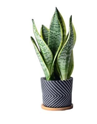 China Sansevieria Wholsales real snake plant sansevieria fresh plants live snake plant for sale