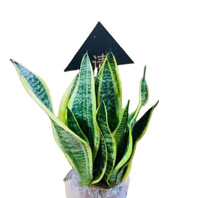 China Fresh new season Sansevieria real snake plant sansevieria plants live snake plant tiger pilan for sale