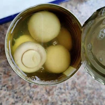 China canned canned mushroom for sale