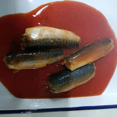 China Canned mackerel in canned tomato Sacue 155g 425g for sale