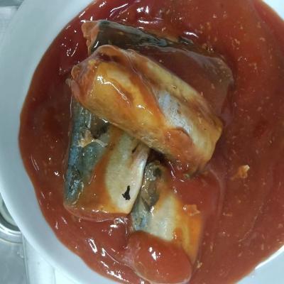 China Canned Canned Mackerel (Scomber Scombrus) in Tomato Sauce for sale