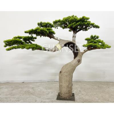 China GSPT-06 Eco-friendly Artificial Decorative Natrual Branches Trunk Artificial Pine Trees for sale