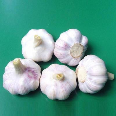 China fresh fresh garlic, fresh garlic, white garlic for sale