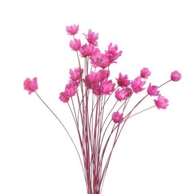 China Diy flower bouquet decoration flower photo props perennial brazilian star flower home shop decoration small bridal wedding home decoration for sale