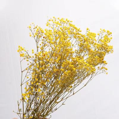 China Wedding Dried Gypsophila by Wall Decoration Yunnan Flower Base Success Valentine's Day Gift Used Valentine's Day and Wedding Decoration for sale