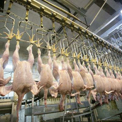 China Customized full slaughter line stainless steel poultry slaughterhouse 500 bph slaughtering machine for chicken for sale