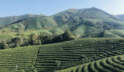 確認済みの中国サプライヤー - Feibai Anji white tea in China（Chinese green tea factory）