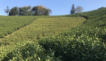 確認済みの中国サプライヤー - Feibai Anji white tea in China（Chinese green tea factory）