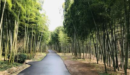 確認済みの中国サプライヤー - Feibai Anji white tea in China（Chinese green tea factory）