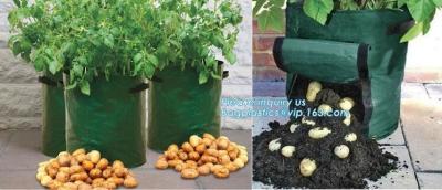 China patato/de groente van de tuininstallatie kweekt zakken, kweken de de stoffenpotten van 2gallon hotsales zakken want de installatiebloem de aardappel o van de zakinstallatie kweekt Te koop