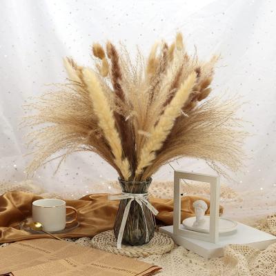 China Modern Design Preserved Dried Pampas GrassHot Sell Natural Products Large Plush Beige Home Wedding Decor Small for sale