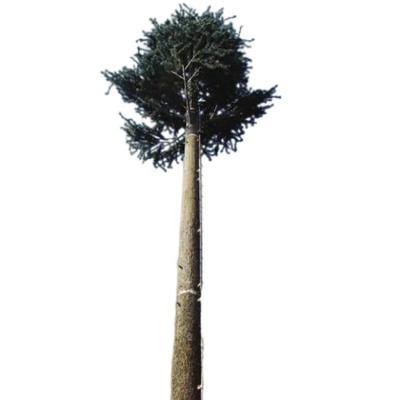 China Artificial palm tree mobile monopole signal camouflage bionic tree tower for sale