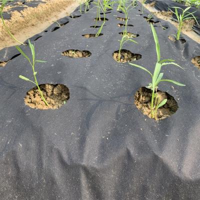 China Black Agricultural Weed Mat For Agricuilture Garass Cover Eco-Friendly Heat Preservation Plant Cover Film for sale