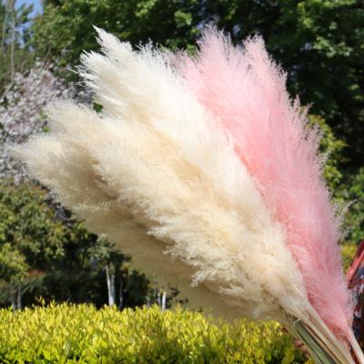 China Dried Pampas Grass Home Decor - Pampas Flowers Floral Dried Pampas Grass Large Plant Decorative Flowers Dried Pampas Grass for sale