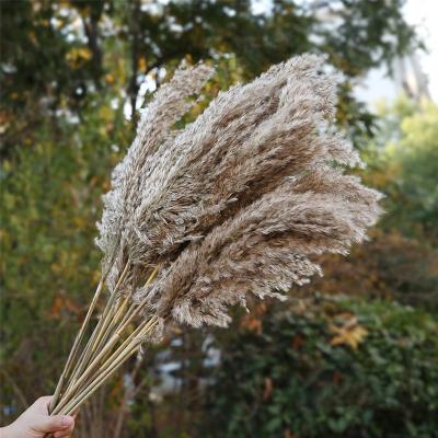 China Europe Wholesale Dried Pampas Grass Plume Phragmites Dried Great Pampas Grass Reed For Home Wedding Decoration dry for sale