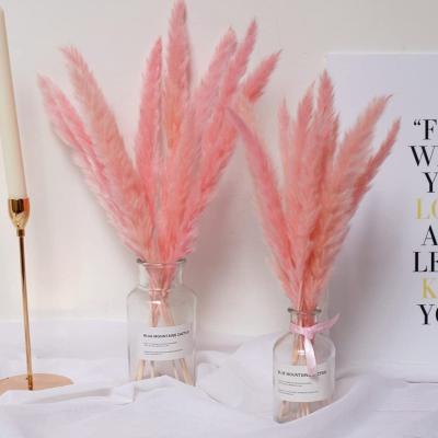 China Hot Selling Europe Amazon Pink Color Perfect for Flower Arrangements Wedding Decoration Pampas Grass Pampas Grass for sale