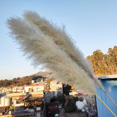 China The high quality and durable pampas grass use of various pampas grass dry flowers pampas grass decorative fluffy pampas grass flowers more than 90cm tall for sale