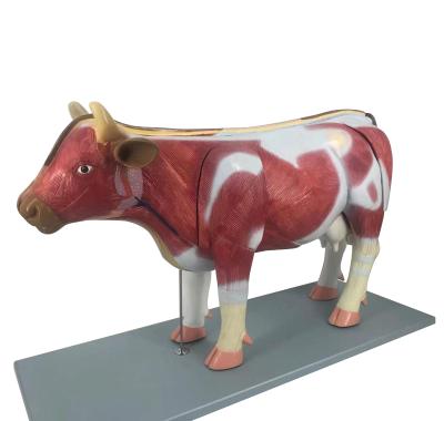 China Anatomical Anatomy Plastic Model PVC Cow Animal Medical Model cow anatomical model for sale