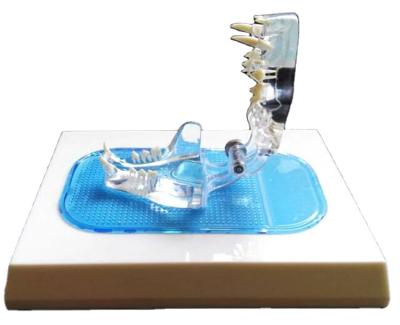 Κίνα PVC Crystal Cat Teeth Model Feline Denture Medical Anatomical Model Transparent Animal Teeth Model προς πώληση