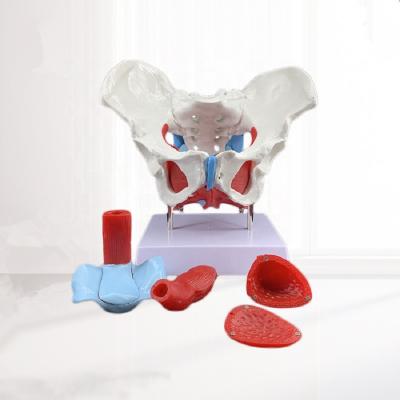 Κίνα Durable medical female pelvis and pelvic floor model, clinical medicine human female pelvis and pelvic floor muscle model προς πώληση