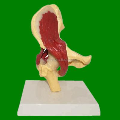 Κίνα Durable Medical Professional Human Anatomy Hip Joint Muscle Model προς πώληση