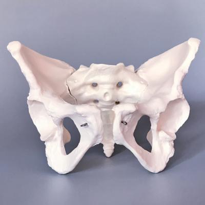 China Durable Female Pelvis Model, Human Anatomy Teaching Model for sale