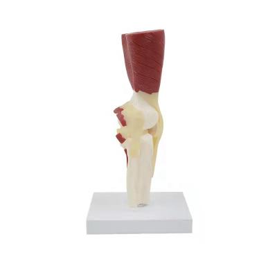 Κίνα Durable Knee Joint With Muscles And Ligaments Medical Structure Model , 3D Anatomy Teaching Model προς πώληση