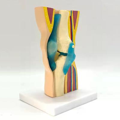 China Durable Advanced Human Knee Joint Anatomical Model for sale