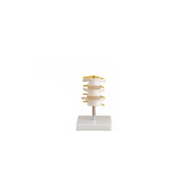 Κίνα Education Set (3 Pcs) Human Lumbar Vertebra Human Skeletal Model Model προς πώληση